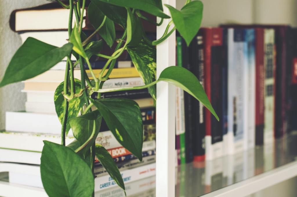 A bookshelf with books stacked on it and a plant. 