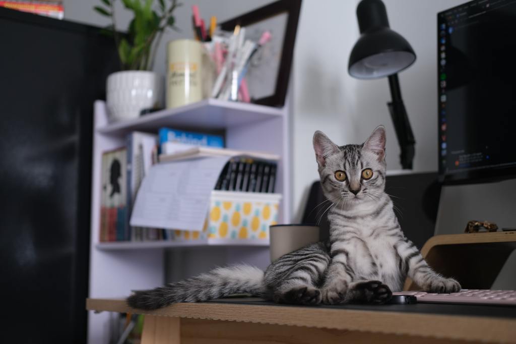Cat sitting on a desk